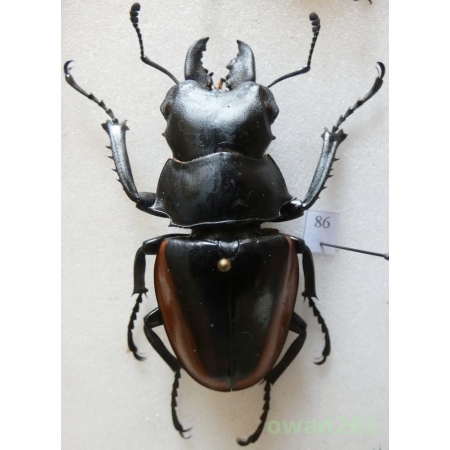 Odontolabis cuvera fallaciosa Boileau, 1901 54mm Vietna86